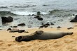 endangered hawaiian    monk seal lazing  in front of the wave son lawai beach, kauai, hawaii 