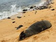 hawaiian monk seal sleeping in the sand next to the surf on lawai beach, kauai, hawaii