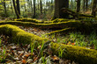 Close-up of a moss-covered deadwood branch on the forest floor near Amelgatzen, Weserbergland, Lower Saxony, Germany.