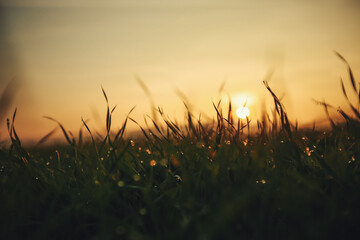 Wall Mural - Water drops on blade of grass (Shallow Dof)