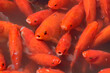 Background with red fish. Heap of of Gold carp Japanese koi fish in water