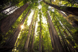 Fototapeta Las - Looking up on the Redwoods Sunset, Jedediah Smith State Park, Redwoods National Park, California