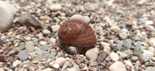 shell on the beach