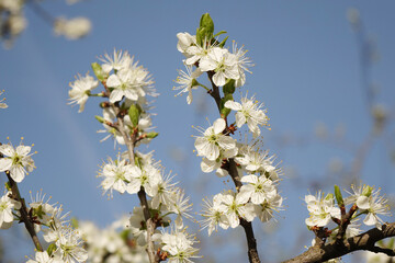 Blooming white cherry plum flowers on a blue spring background