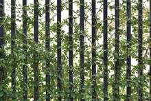 Leaf Ivy Background With Steel Frame