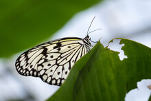 Close-Up Of Paper Kite Butterfly Sitting On A Leaf.