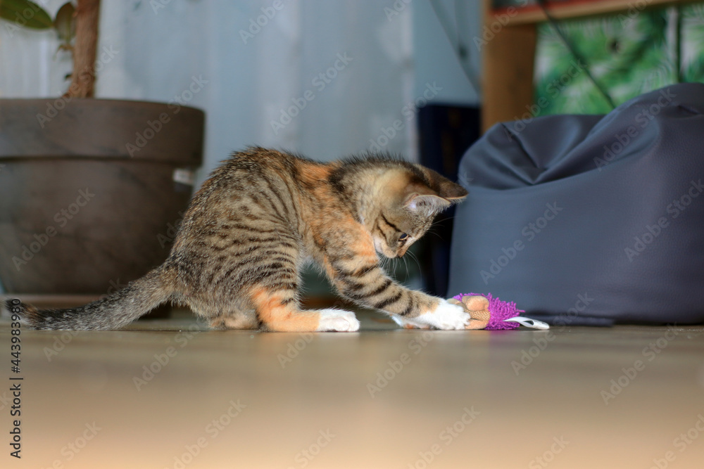 mały kotek bawi się pluszową zabawką - obrazy, fototapety, plakaty 