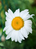 Fototapeta Kwiaty - Chamomile flower, close-up. Chamomile or camomile is the common name for several daisy-like plants of the family Asteraceae.