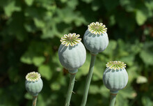 Opium Poppy Heads, Close-up. Papaver Somniferum, Commonly Known As The Opium Poppy Or Breadseed Poppy, Is A Species Of Flowering Plant In The Family Papaveraceae.