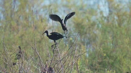 glossy ibis (plegadis falcinellus) standing in the water