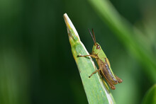 A Small Green Common Grasshopper (Pseudochorthippus Parallelus) Sits On A Blade Of Grass Outdoors Against A Green Dark Background
