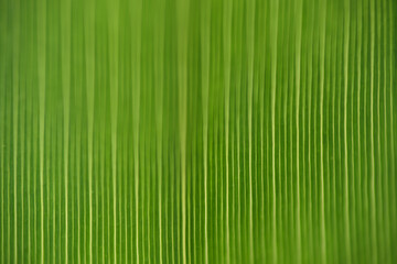 green bamboo background