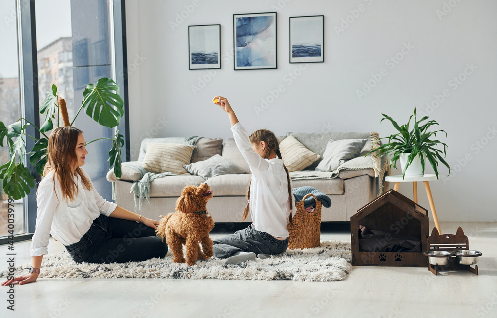 Mother with her daughter playing with dog. Cute little poodle puppy is indoors in the modern domestic room - obrazy, fototapety, plakaty 