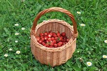 Small basket with ripe wild strawberries (Fragaria vesca) in a grass with daisy flowers
