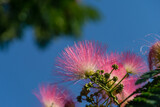 Fototapeta Kwiaty - Pink fluffy flowers of Persian silk tree (Albizia julibrissin). Close-up Japanese acacia or pink silk tree on blue sky background. City public landscaped park Krasnodar or 'Galitsky' in sunny june