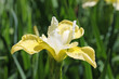 Yellow and white siberian iris flower