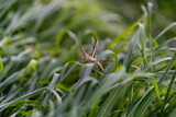 Fototapeta Miasto - Grasshopper on a blade on the grass