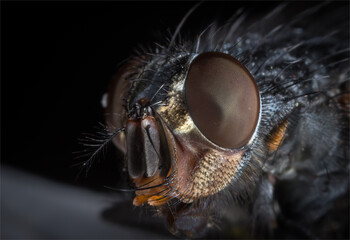 close up of a eye