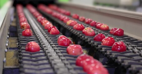 Wall Mural - Clean fresh apples moving on conveyor sorting and grading by the machine in a fruit packing warehouse