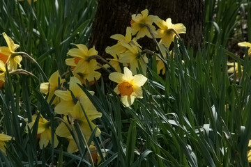 Wall Mural - Daffodils growing outdoors