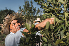 "Tarefero". Local Farmer Dedicated To Harvesting The Yerba Mate Plant.