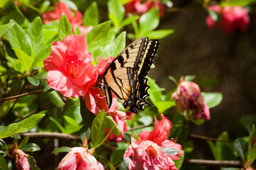 Wall Mural - Monarch Butterfly on Azalea blooms