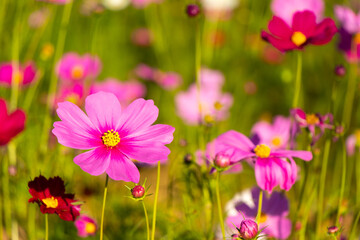 Wall Mural - Beautiful pink color cosmos (Mexican aster) flower background