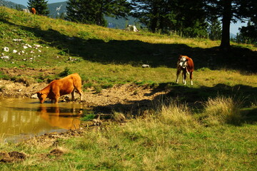 Cows and calf on the high mountain pasture grazing grass.