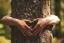 Hug With A Tree And Make A Heart With Your Hands. Caring For And Unity With Nature.