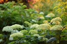 Wild Hydrangea Blooming White On Background Bokeh Sunny Summer Garden On Golden Hour.