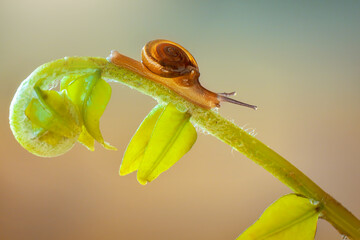 Wall Mural - snail on leaf