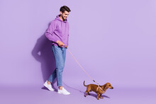 Full Length Body Size View Of Attractive Cheerful Guy Walker Walking Little Dog Isolated Over Purple Violet Color Background