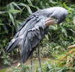 shoebill, whalehead, whale-headed stork is cleaning its feathers