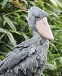 shoebill, whalehead, whale-headed stork in the forest