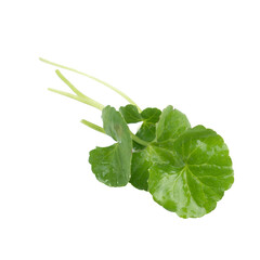 Wall Mural - Asiatic Leaf Herb gotu kola, indian pennywort, centella asiatica, tropical herb isolated on white background. ayurveda herbal medicine inhibited or slowed growth of cancer cells Help prevent cancer