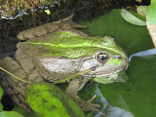 Poster - grenouille