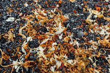 Orange And White Seaweed Dries On The Beach