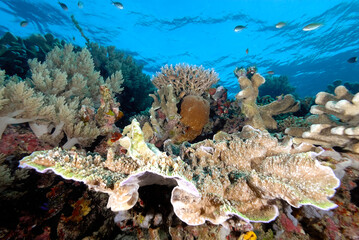 Wall Mural - A picture of the coral reef