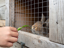 Children Feed A Rabbit Sitting In A Cage With Grass Through A Grate. A Childs Hand With A Blade Of Grass.