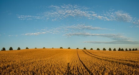 Wall Mural - beautiful fields of ripening grain in the evening sun
