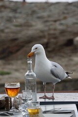 Poster - seagull on a restaurant table 