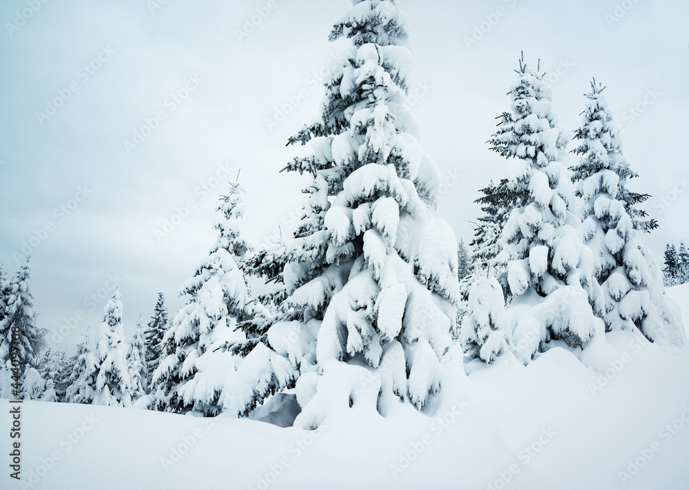 Sprus Snow Snowy spruce Stock Photo | Adobe Stock