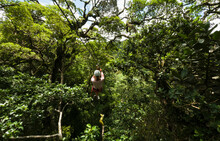 Woman Zip Lining In Costa Rica 
