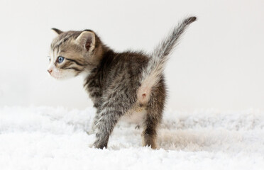 Wall Mural - ass small kitten. isolated on white background