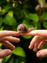 Snail On A Man's Hand Against A Background Of Green Leaves