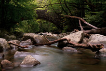 Weathered Fallen Trees In Little Pigeon River