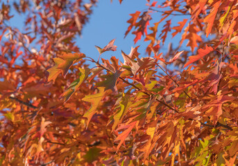 Sticker - Branch of northern red oak with colorful red, green and orange leaves against background of blue sky in autumn
