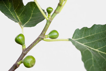 Wall Mural - close up of small fig fruits growing on Ficus carica tree branch