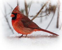 A Male Cardinal Eats Seed From The Winter Snowcovered Ground In January...