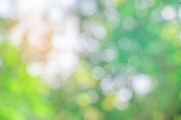 Wall Mural - nature bokeh blur abstract background with sunlight and green tree